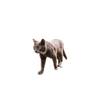 A Gray Cat Walking On A Cobblestone Street With Blurred Background And Decorative Rugs. 16874 - Cat PNG image with transparent background